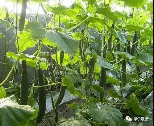 �S�����ڑ�(y��ng)ʩʲô�ʣ���νo�S��ʩ���ʺ�׷�ʣ�