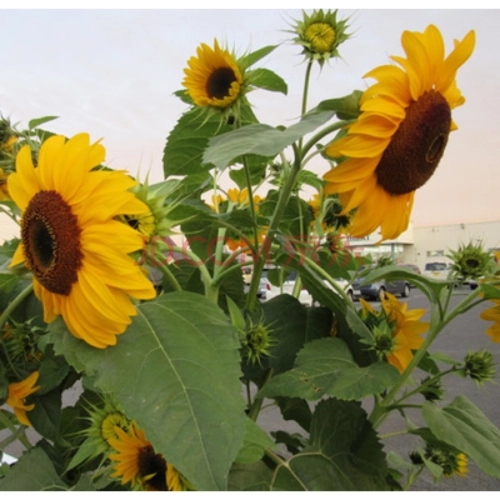 ���տ����ʩ���ʺͷN�ʣ����տ�׷�����׷��