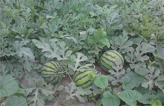 ����ʲô�r(sh��)�gʩ�������ϵ�ʩ�ʷ�����ʲô��