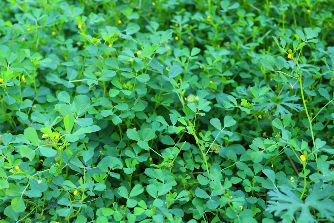 �𻨲���ô�Nֲ������Щ�Nֲ������