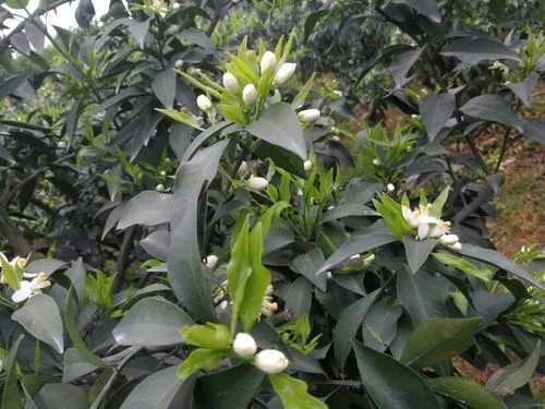 ������α������������ٷNֲ���g(sh��)��