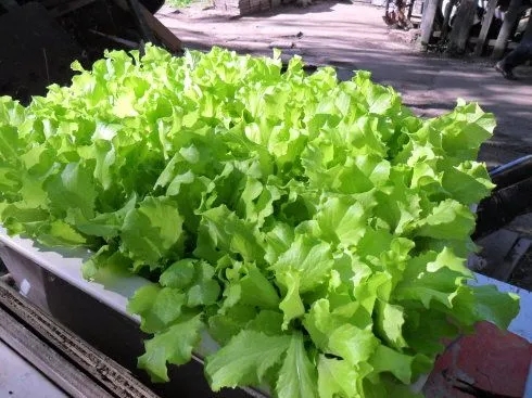 ����Ʒ�N����Щ������ԓ��ηNֲ��