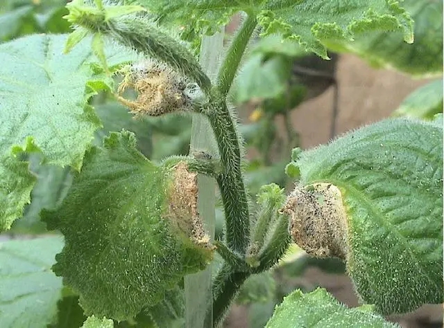 �S��ȱ���ԭ������Щ�����η�����ʲô��