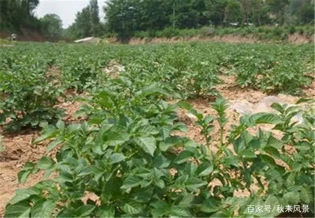 ����ֻ�L(zh��ng)�����Y(ji��)����ô�k����η����a(b��)�ȣ�