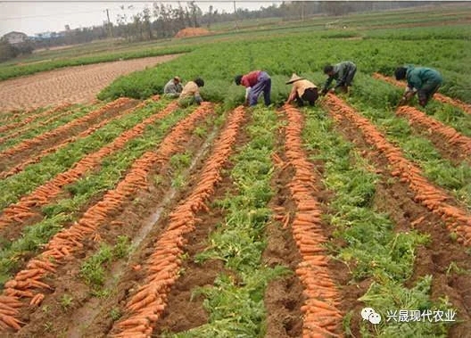 ���}���Nֲ���ʩ�ʣ����}����������c(di��n)��ʲô��