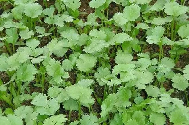 ����������ʩ�ʣ�������˷Nֲʩ�ʼ��g(sh��)��