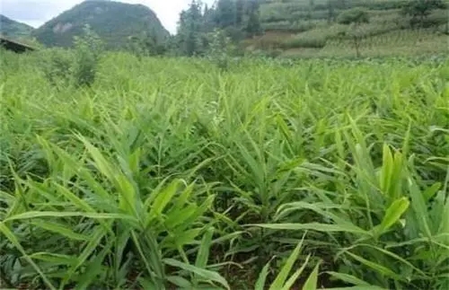 �������ʩ΢�ʣ�����΢���������a(ch��n)�᣿