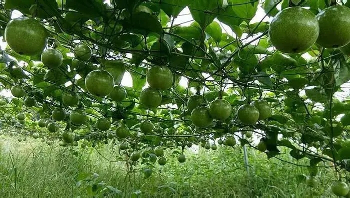 ��������ڶ��L�r�g��������Nֲ���g��