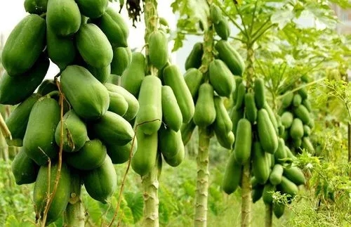 ľ�ϻ������ʩ����ľ�ϷNֲ���g��