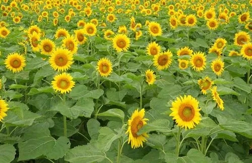 ���տ����ʺͷN����ôʩ�����տ���׷�ʷ�����