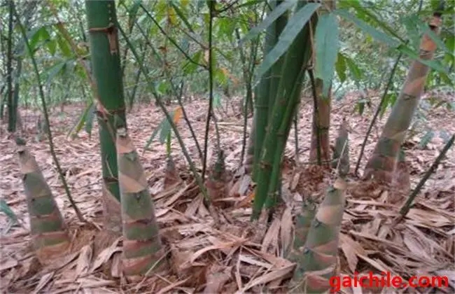 ��S����ηNֲ�ģ���S�NֲҪ�c(di��n)��