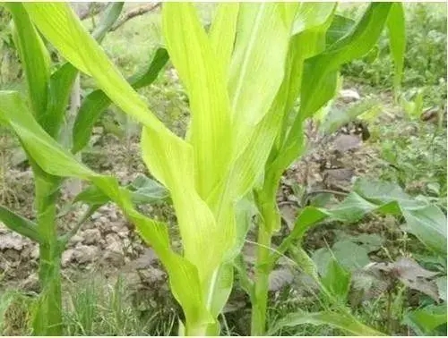 �r�����~Ƭ�l�S��֪ʲôԭ�򣿴𰸶����@��