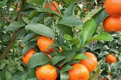 ɰ�ǽ���ɫ�����ʩ�ʣ�ɰ�ǽ۷Nֲ����Ҫ�c��