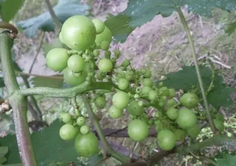 ���ў�ʲô����С�������Ѵ�С���İl��ԭ��