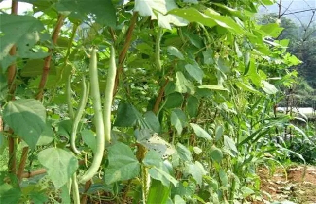 �ļ����ڲ�ͬ���L�A��ԓ���ʩ����