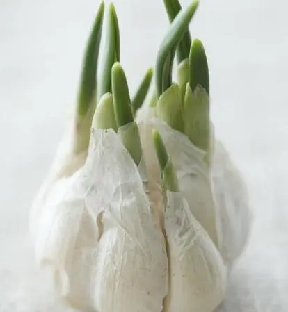 �l(f��)ѿ�Ĵ�����ԳԆ᣿����Nֲ�������g(sh��)��