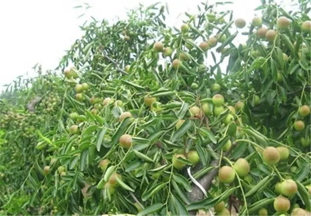 �����䶬��ʩ�ʵĎׂ��`�^����α���ʺ���