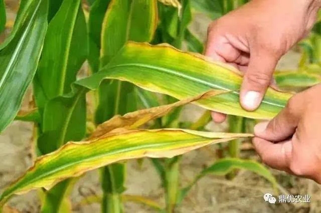 ����ȱ�ʰY����F��ʲô��ԓ��γC����