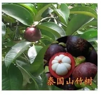 ɽ��ֲ��ԓ���ʩ����ɽ��ʩ�ʹ������g��