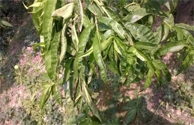 �Ҙ�ȱ�V�İY����F(xi��n)���a�ȴ�ʩ