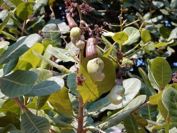 ��������ηNֲ�ģ�