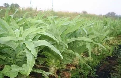 �n�S���oԓ��η��Σ��n�Sʩ�ʼ��g��