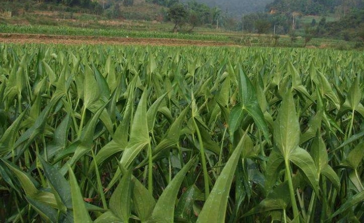 �ȹ÷Nֲ��οƌW׷�ʣ��ȹ�׷�ʼ��g��ʲô��