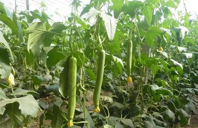 �z�ϷNֲ���ʩ�ʣ��z��ʩ�ʼ��g(sh��)��