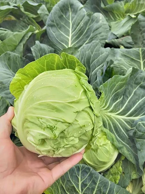 ���˺͸��{��ʲô�^�e�����˺͸��{�Nֲ������