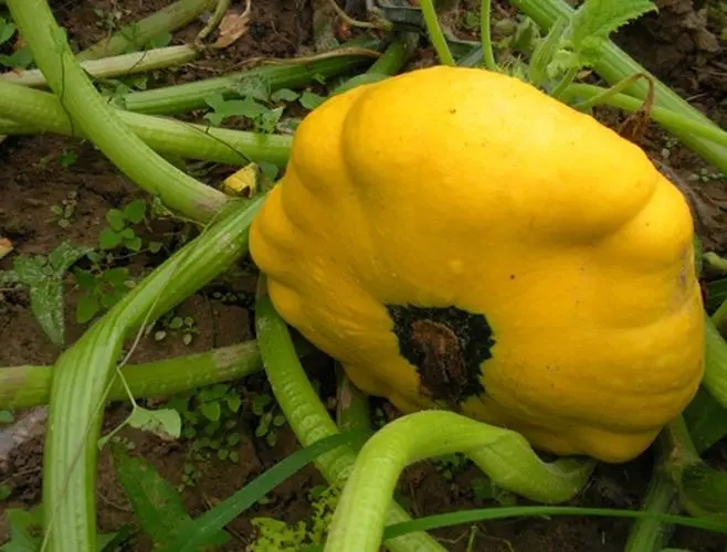 �w������ηNֲ���w���Nֲ���g��