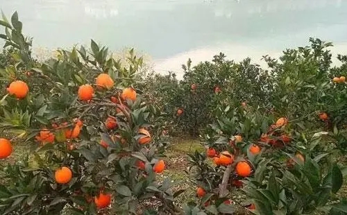 ������α������������ӷNֲ���g��