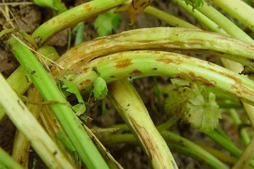 �۲˷Nֲ��(y��ng)���ʩ�ʣ���ô�����۲��ĸ�����