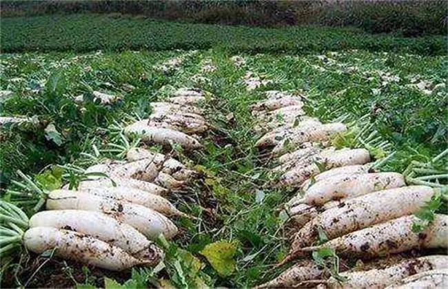 �}�����Ҏ(gu��)����ʲô���}�������ʩ�ʸ߮a(ch��n)��