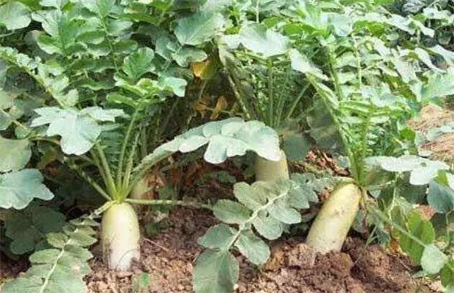 �}�����F������ô���£�ԓ���ʩ�ʣ�