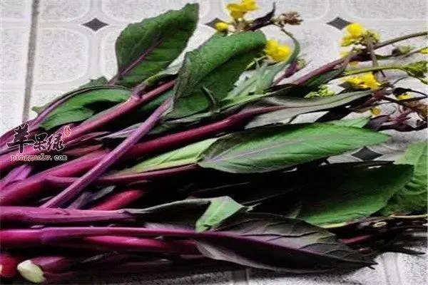 �t��̦�����ʩ�ʵģ��t��̦ʩ��Ҫ�c(di��n)��