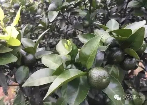 ɰ�ǽ���ɫ�����ʩ�ʣ����x������Щ��