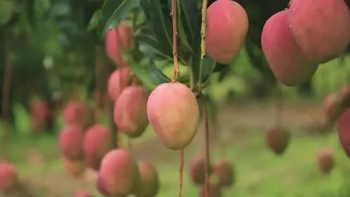 â����ηNֲ��â���Nֲ�ͮa��ô�k��