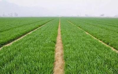 С���ƌW(xu��)���ܱ��S�a(ch��n)