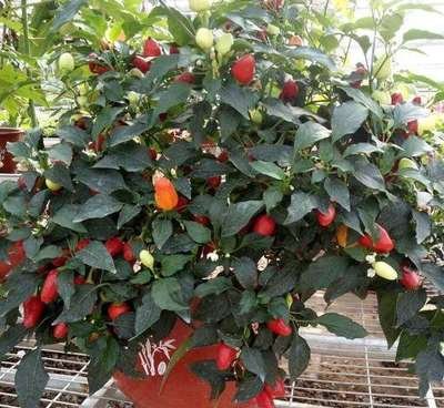 ��ʽ������ʩ�ʵģ���ʽ�ʩ�ʼ��g(sh��)��