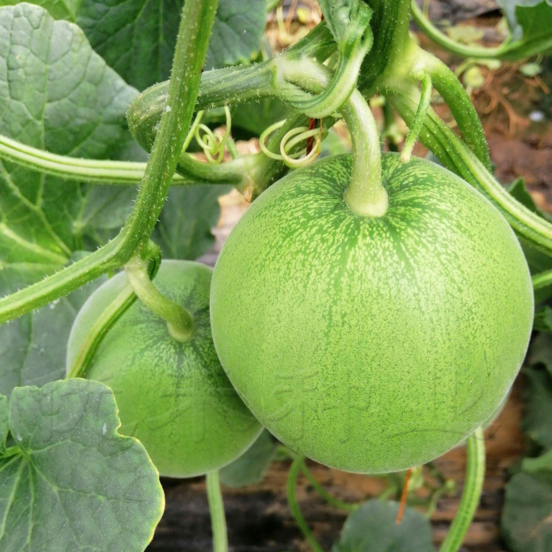 ��������ʩ�ʵģ����ʩ�������g(sh��)��