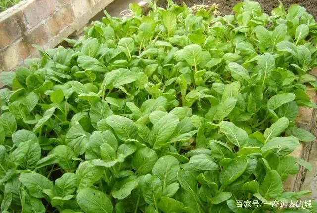 �Ͳ˞�ʲôҪ��ʩ�׷ʣ��Ͳ�����ʩ�׷ʣ�