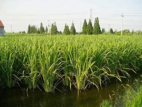 ���׷Nֲ�����׷�ʵģ� ���׷Nֲ���g��