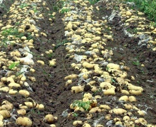 ��������ô�Nֲ�ģ������Nֲ�����Ͳ��E��ʲô��