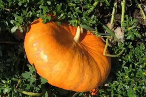 �ϹϷNֲ����������������ɣ�