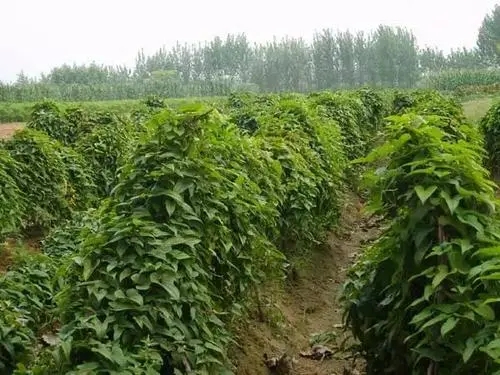 ɽˎ��ô�Nֲ��ɽˎ�Nֲ���g��ô������