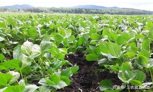 �t�����ʩ�ʌ��F�߮a����������ɣ�