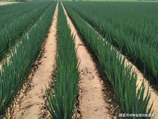 ���[ʩ����ô��?��ηN�����|���[��