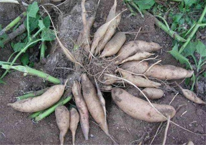 ѩɏ����ô�N��ѩɏ���ķNֲ���g(sh��)