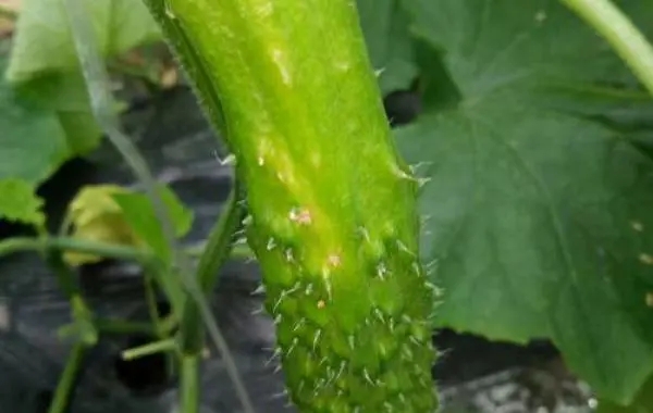 �S�Ϟ���S�^���S���S�^��ԭ��