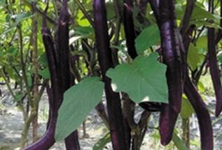 Խ�������S�~�Ĳ��򼰷��δ�ʩ